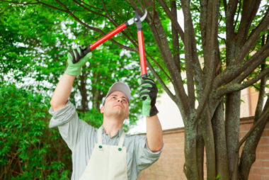 tree-trimming